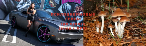 гашик Абинск